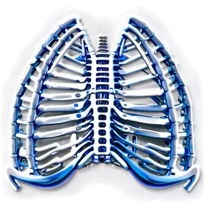 Rib Cage Png Fva55 PNG Image