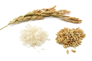 Rice Grain Comparison PNG Image