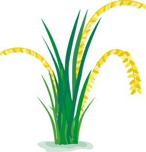 Field Cartoon In A - Rice Field Cartoon, HD Png Download PNG with transparent background