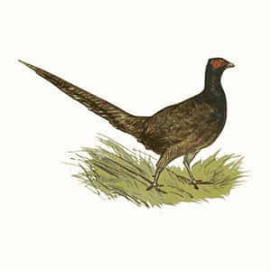 Ringnecked Pheasant Illustration PNG image with transparent background