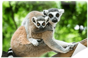 Wild Animals Animal Planet Animal Bites PNG image with transparent background