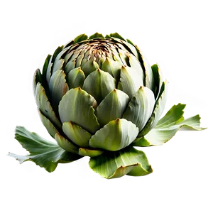 Ripe Artichoke Png Qsw PNG Image