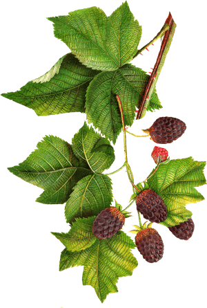 Jam Clipart Blackberry Jam - Botanical Illustration Blackberries Png, Transparent Png PNG image with transparent background
