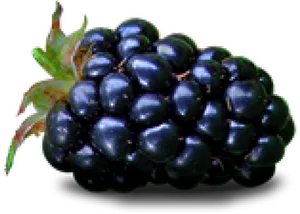 Ripe Blackberry Cluster PNG Image