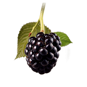 Ripe Blackberry Fruit PNG 05232024 PNG image with transparent background