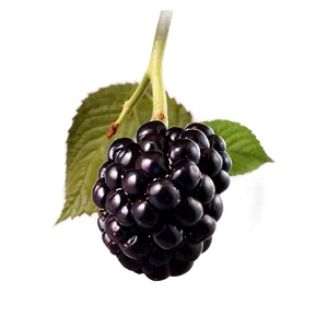 Ripe Blackberry Fruit Png 05232024 PNG Image