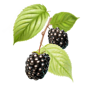 Ripe Blackberry Fruit PNG 05232024 PNG image with transparent background
