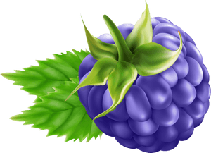 Blackberry Transparent Png Clip Art - Blackberry Fruit Png Clipart, Png Download PNG image with transparent background