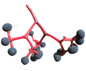 Ripe Blueberrieson Branch PNG image with transparent background