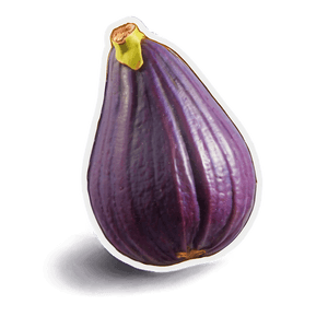 Ripe Fig Illustration PNG 06202024 PNG