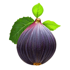 Ripe Fig Illustration PNG 58 PNG