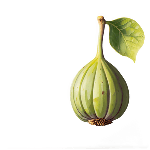 Ripe Fig Illustration PNG hcu PNG