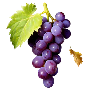 Ripe Grape Clipart Png 41 PNG Image