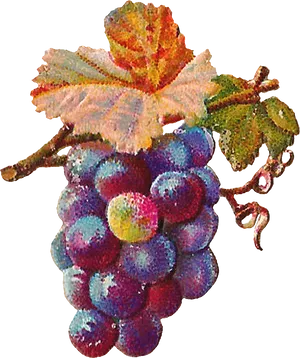 Ripe Grapes Cluster.png PNG Image