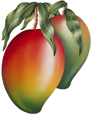 Ripe Mango With Leaves PNG image with transparent background