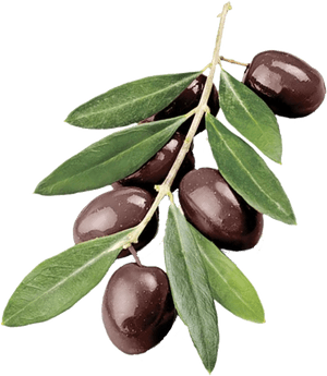 Why Would You Send An Olive Branch - Olive Branch Png, Transparent Png PNG with transparent background