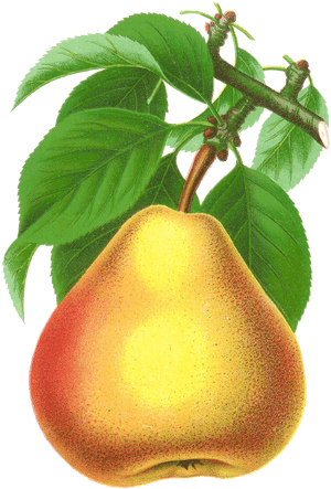 Antique Images Digital Stock - Pear Transparent Pear Free Png, Png Download PNG with transparent background