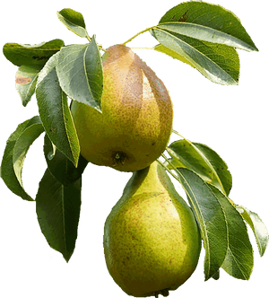 Transparent Pears Png - Pear, Png Download PNG image with transparent background