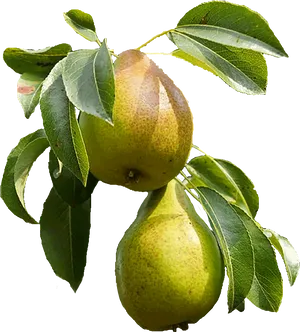 Ripe Pearson Branch PNG Image