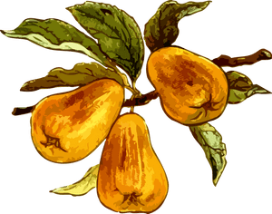 Pear, HD Png Download PNG with transparent background