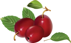 Ripe Plums Illustration PNG Image