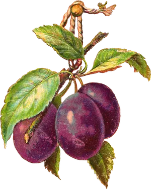 Ripe Plumson Branch PNG Image