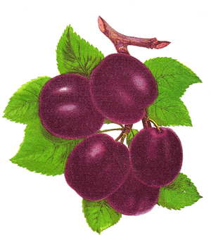 Yahoo Image Search Results - Seedless Fruit, HD Png Download PNG image with transparent background