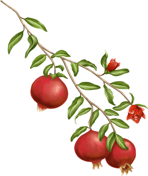 Width= - Pomegranate Tree On A Transparent Background, HD Png Download PNG