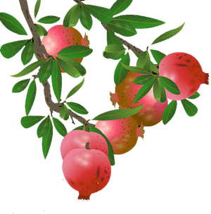 Pomegranate Tree Png - Pomegranate Tree Images Png, Transparent Png PNG with transparent background