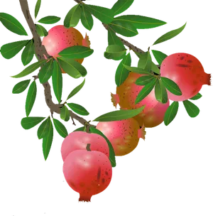 Ripe Pomegranateson Branch PNG Image