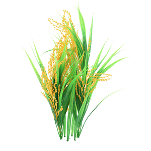 Rice PNG Picture PNG with transparent background