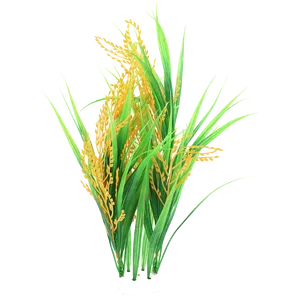 Ripe Rice Plant Illustration PNG Image