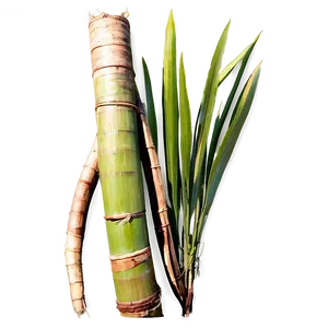 Ripe Sugarcane Crop Png Ldh75 PNG Image