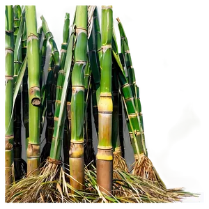 Ripe Sugarcane Crop Png Vmy27 PNG Image