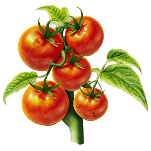 Ripe Tomato Plant PNG 95 PNG