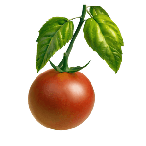 Ripe Tomato Plant PNG gfj58 PNG