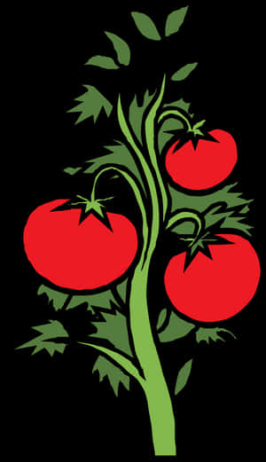 Plants And Flowers Clipart - Tomato Plants Clipart, HD Png Download PNG image with transparent background