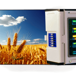 Ripe Wheat Panorama PNG hvj PNG