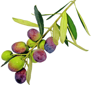 Png Olive Trees Transparent, Png Download PNG with transparent background
