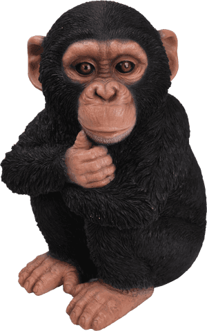 Rl Baby Chimpanzee F - Real Chimpanzee, HD Png Download PNG image with transparent background