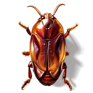 Roach Illustration Png 05242024 PNG Image