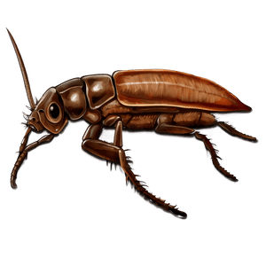 Roach Illustration PNG 05242024 PNG