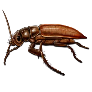 Roach Illustration Png 05242024 PNG Image