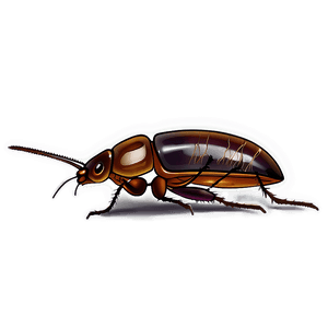 Roach Illustration PNG 50 PNG