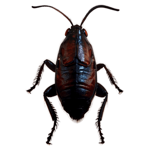 Roach Silhouette PNG 05242024 PNG