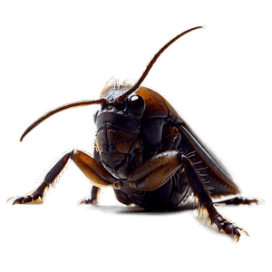 Roach Silhouette PNG hpr24 PNG