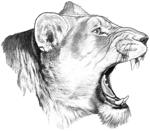 Roaring Lioness Sketch PNG Image