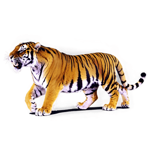Roaring Tiger PNG ois PNG image with transparent background