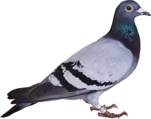 Rock Pigeon Profile View PNG Image