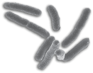Bacteria Png - E Coli No Background, Transparent Png PNG with transparent background